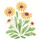 Blanket Flowers Wall Stencil | 1436 by Designer Stencils | Floral Stencils |